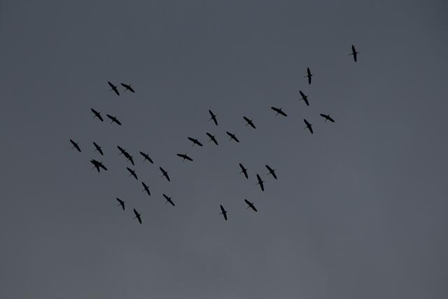Geschickt nutzen sie die Thermik um Höhe zu gewinnen | Foto: Franz-Walter Mappes