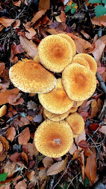 Pilze bestimmen ist nicht immer einfach. | Foto: Markus Pacher