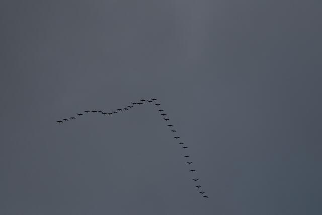 Grus grus, die Vögel des Glücks | Foto: Franz-Walter Mappes