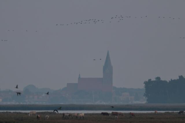 Anflug auf die Insel Kirr bei Zingst, wo die Vögel auf ihrer Reise von Skandinavien nach Südeuropa einen Zwischenstopp einlegen. Im Hintergrund die Stadt Barth. | Foto: Franz-Walter Mappes