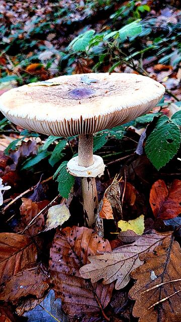 Parasol
 | Foto: Markus Pacher