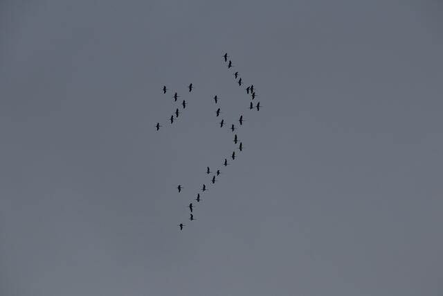 Nachdem sie einige hundert Meter an Höhe gewonnen haben setzen sie ihren Flug nach Süden fort | Foto: Franz-Walter Mappes