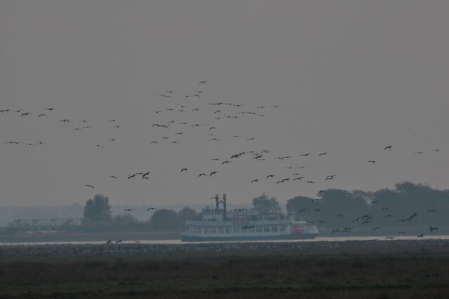 Der Vogelzug ist ein Riesenspektakel auf Zingst und lockt auch immer wieder die neugierigen Touristen mit dem Ausflugsschiff an | Foto: Franz-Walter Mappes