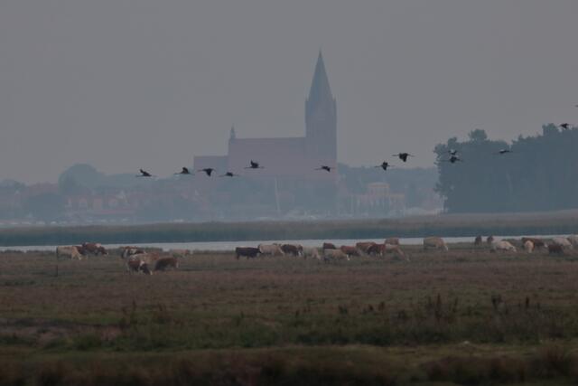 Noch weiden die Kühe auf der Insel | Foto: Franz-Walter Mappes