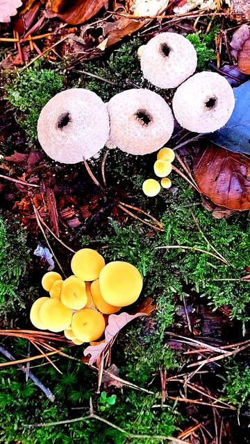 Die Vielfalt an Farben und Formen bei Pilzen ist faszinierend. | Foto: Markus Pacher