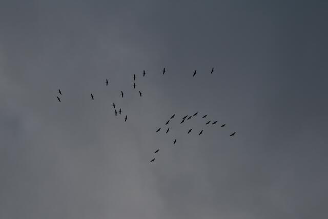Die Vögel haben einen Aufwind gefunden und drehen nach oben | Foto: Franz-Walter Mappes