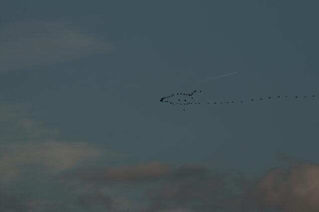 Manchmal bilden die Zugvögel durch ihren Flug eigenartige Gebilde am Himmel und lassen dem Betrachter Interpretationsmöglichkeit (ich sehe einen Vogelkopf) | Foto: Franz-Walter Mappes