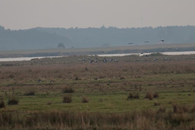 Zwischenlandung auf dem Kirr bei Zingst. Hier sammeln die Kraniche Kraft für den weiteren Flug nach Süden. | Foto: Franz-Walter Mappes