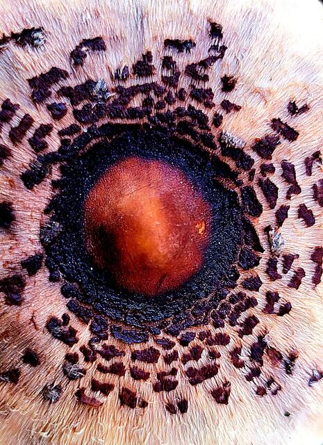 Pilze sind Wunderwerke der Natur. | Foto: Markus Pacher