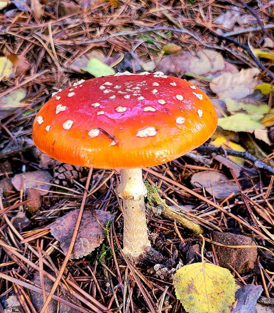Foto: Markus Pacher