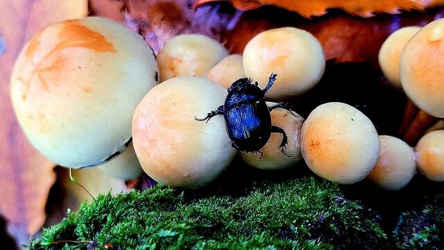 Foto: Markus Pacher
