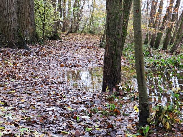 Abseits des Wanderweges Überflutung | Foto: Brigitte Melder