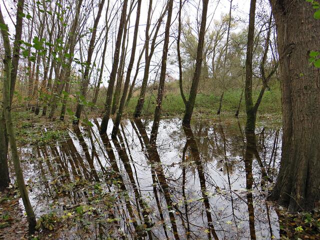 Schöne Spiegelungen mitten im Wald | Foto: Brigitte Melder