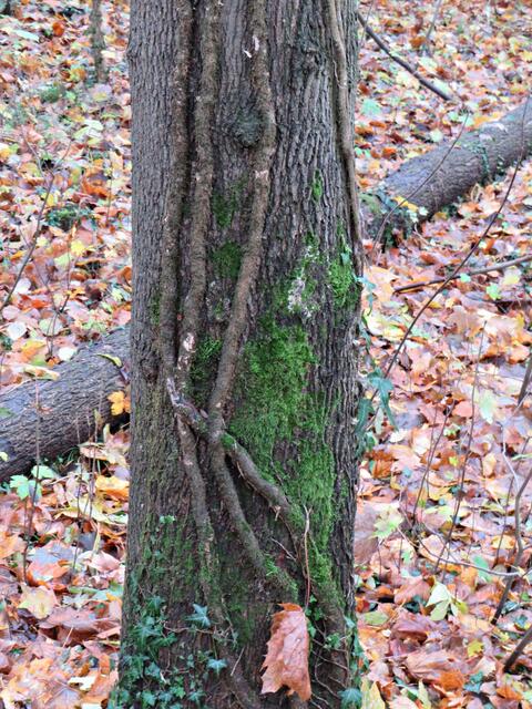 Kunst am Baumstamm | Foto: Brigitte Melder