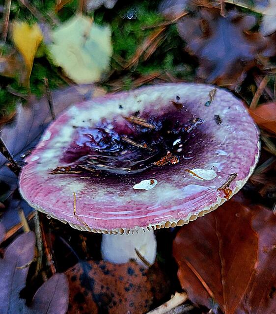Pilze am Wegesrand | Foto: Markus Pacher