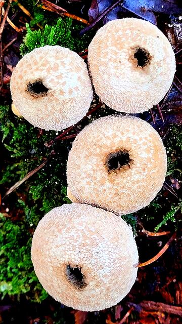 Pilze am Wegesrand | Foto: Markus Pacher