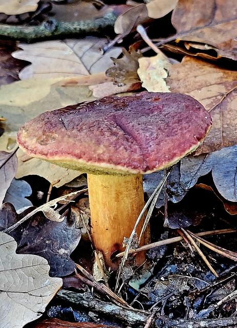 Pilze am Wegesrand | Foto: Markus Pacher