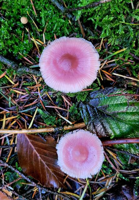 Pilze am Wegesrand | Foto: Markus Pacher