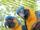 Auch für den Blaukehlara wird die Artenschutzkampagne „Zootier des Jahres“ 2023 durch den Freundeskreis Zoo Landau e.V. unterstützt | Foto: Zoo Landau