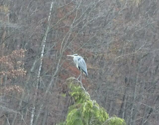 Der Elmsteiner Mammutbaum war ein beliebter Aufenthaltsort für Großvögel. | Foto: Fredy Puchalski