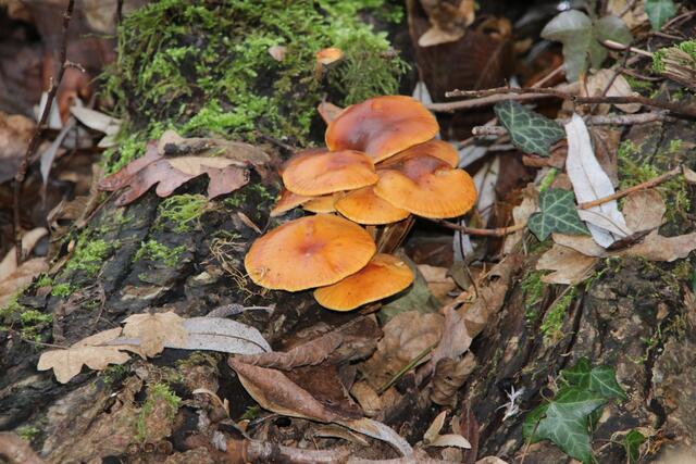 Pilze gibt es derzeit noch genug in Wald und Flur | Foto: Franz-Walter Mappes