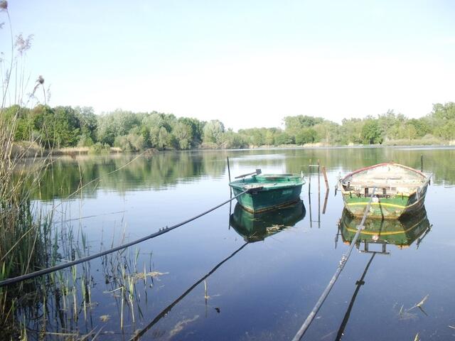 Holzscher Weiher in Ludwigshafen am Rhein | Foto: Julia Glöckner