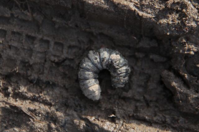 Auf dem Weg gefunden: Raupe der Hausmutter, einer Falterart | Foto: Franz-Walter Mappes