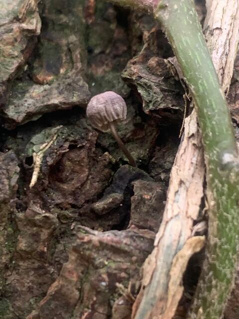 Sehr klein und sehr selten: den Rinden-Helmling muss man schon suchen | Foto: Franz-Walter Mappes