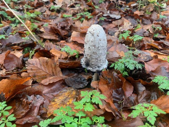 Die Kamera ist immer bereit: Pilze findet man im Wald zuhauf | Foto: Franz-Walter Mappes