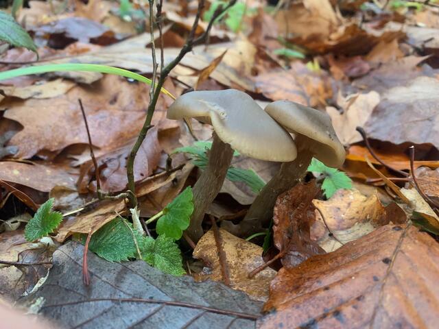 Einfach mal nachschauen: Gut getarnt im Laub findet sich der ein oder andere Pilz | Foto: Franz-Walter Mappes
