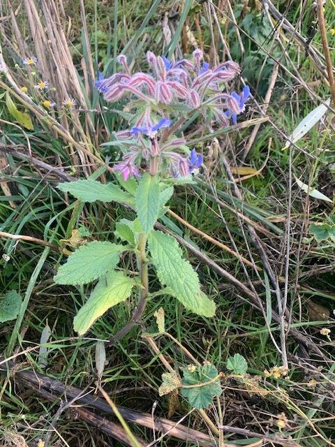 Einfach zu aufzufinden: Wiesenpflanzen und Blumen am Wegesrand | Foto: Franz-Walter Mappes