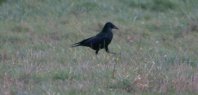 Oder mit der Kamera die Wiese erkunden und eine Rabenkrähe entdecken

PS: Alle Fotos wurden mit dem Handy gemacht und entsprechen somit keiner Profiqualität. | Foto: Franz-Walter Mappes