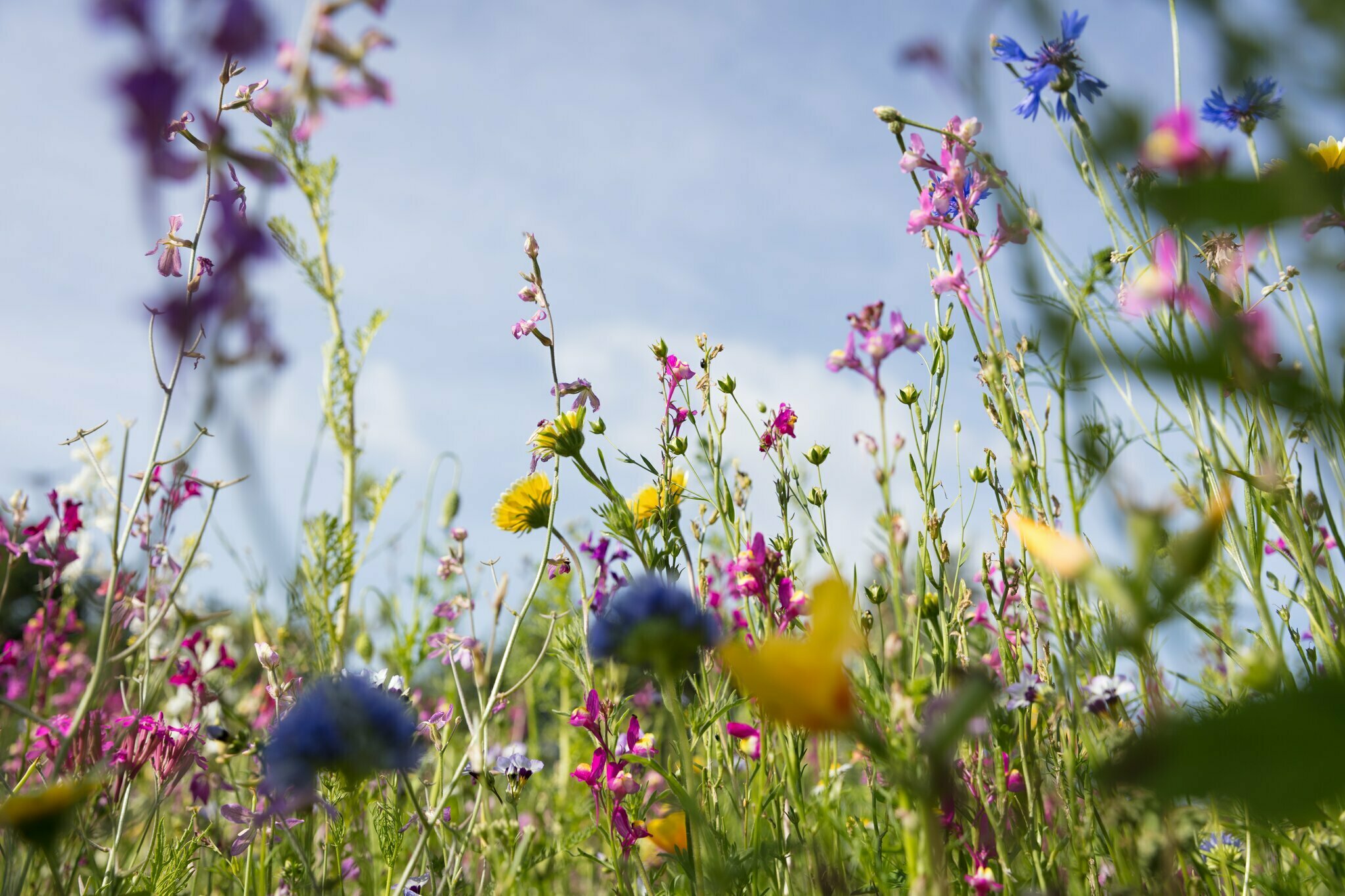Vortrag im Bürgerhaus in Münchweiler Der „klimafreundliche Garten