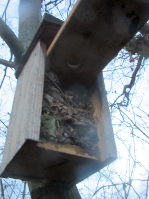 Ein Nistkasten der einem Mistkasten gleicht und gesäubert wird, damit wieder Gäste einziehen können. | Foto: Maiken Liefeith