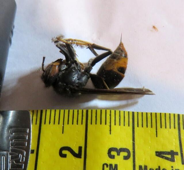 Dokumentation einer toten asiatischen Hornisse für den NABU | Foto: Maiken Liefeith