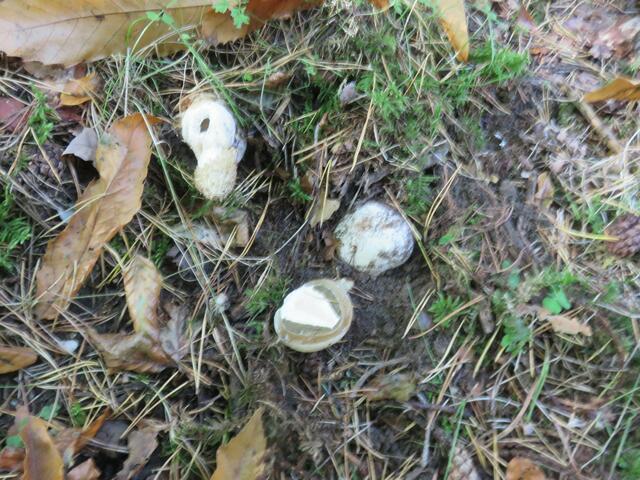 Hier die  Hexeneier, wobei  das untere Ei aufgeschnitten ist und so das weisse, essbare Mark inmitten von grünlichem Gelee sichtbar wird. | Foto: Maiken Liefeith
