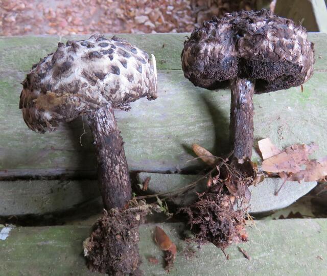 Ein wertvoller Speisepilz, der Strubbelkopfröhrling.

 | Foto: Maiken Liefeith