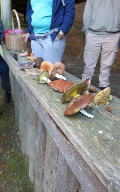 Pilzseminar: Wir breiten unsere gesammelten Pilze aus und lassen sie begutachten. | Foto: Maiken Liefeith