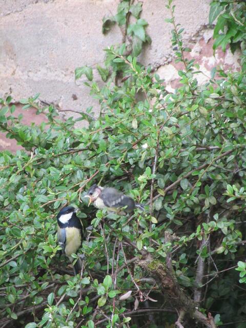 Dazugelernt. Kohlmeisenpapi und Kind. | Foto: Maiken Liefeith