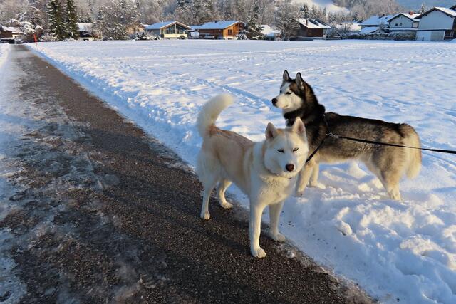 Huskys | Foto: Brigitte Melder