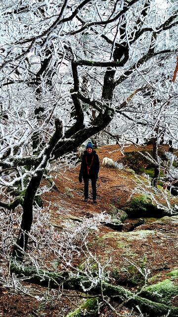 Der Pfälzerwald, ein Wintermärchen | Foto: Markus Pacher