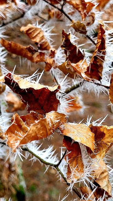 Der Frost zaubert filigrane Wunderwerke | Foto: Markus Pacher