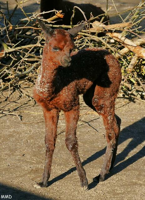 Kleines Lama  | Foto: Marlene Deck