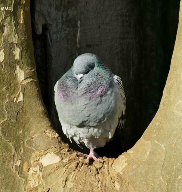 Auch die Tauben wärmten sich auf. | Foto: Marlene Deck