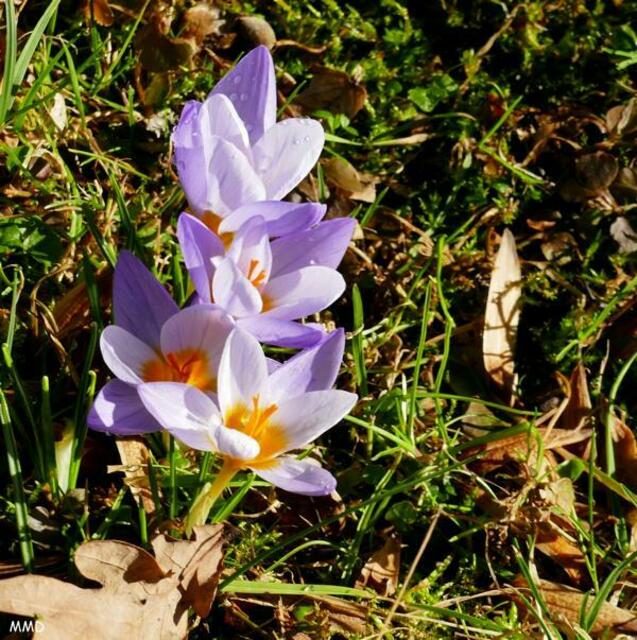 Erste Krokusse 2024 | Foto: Marlene Deck