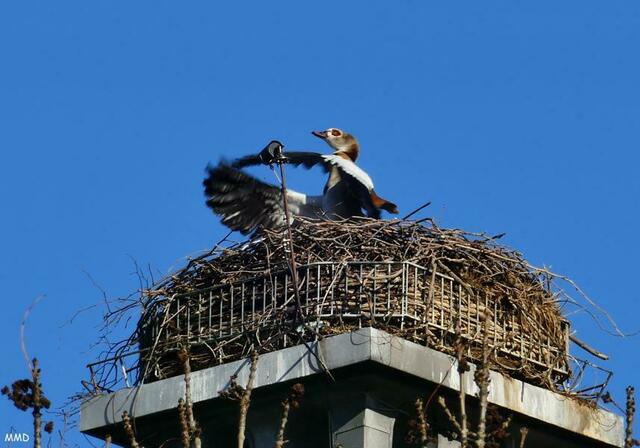 Na wenn die Störche noch nicht da sind.....dann übernehmen wir den Horst. | Foto: Marlene Deck