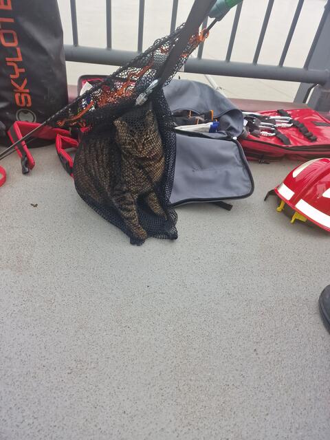 Kitty  | Foto: Polizeipräsidium Mannheim