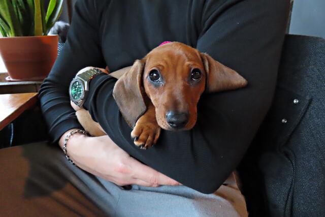 Auch dieser junge Dackel lauschte der Musik | Foto: Brigitte Melder