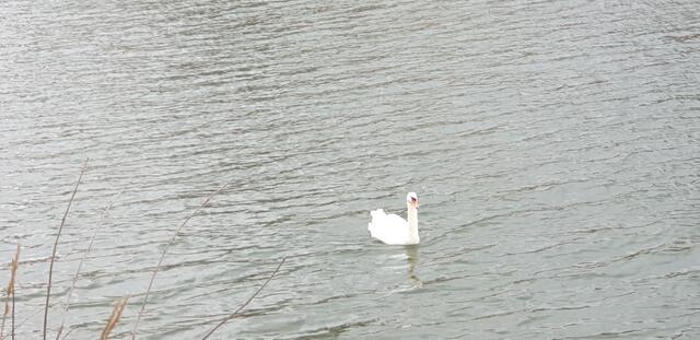 Foto: Karin Bandomir