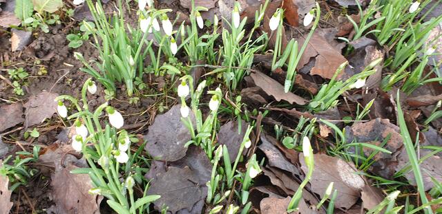 Foto: Karin Bandomir